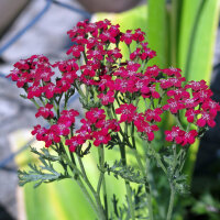 Rote Schafgarbe Kirschkönigin (Achillea millefolium) Samen