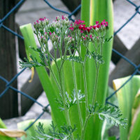 Rote Scharfgarbe Kirschkönigin (Achillea millefolium) Samen