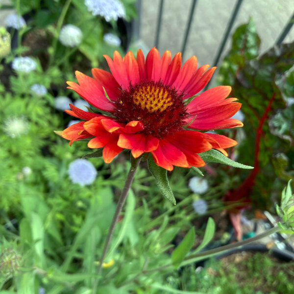 Orange Kokardenblume Tokajer (Gaillardia aristata) Samen