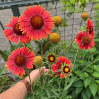 Orange Kokardenblume Tokajer (Gaillardia aristata) Samen