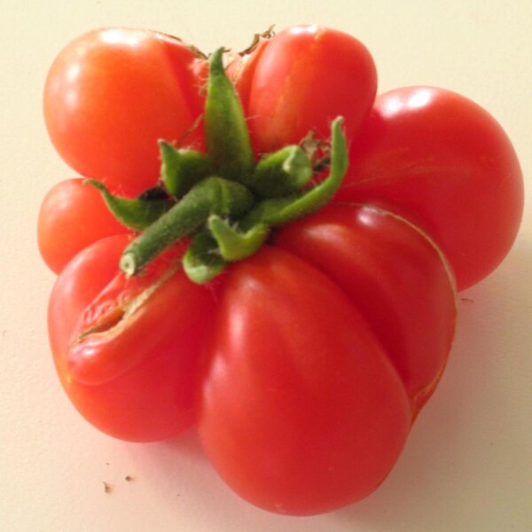 Reisetomate (Solanum lycopersicum) Samen