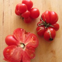 Reisetomate (Solanum lycopersicum) Samen