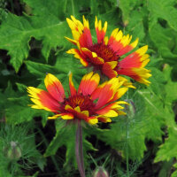 Zweifarbige Kokardenblume Bremen (Gaillardia aristata) Samen