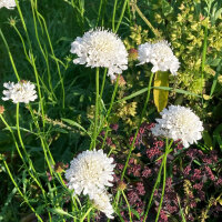 Weiße Samt-Skabiose Double White (Scabiosa...