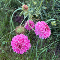 Rosa Samt-Skabiose Double Salmon Rose (Scabiosa atropurpurea) Samen