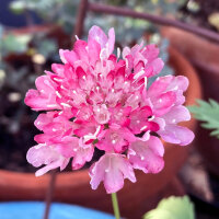 Rosa Samt-Skabiose Double Salmon Rose (Scabiosa atropurpurea) Samen