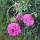 Rosa Samt-Skabiose Double Salmon Rose (Scabiosa atropurpurea) Samen