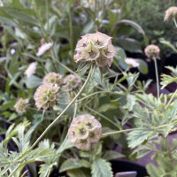Stern-Skabiose Drumsticks (Scabiosa stellata) Samen