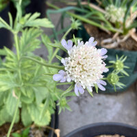 Stern-Skabiose Drumsticks (Scabiosa stellata) Samen