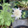 Stern-Skabiose Drumsticks (Scabiosa stellata) Samen