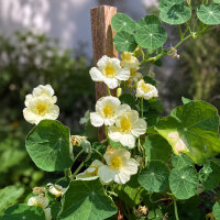 Cremeweisse Kapuzinerkresse Milkmaid (Tropaeolum majus) Samen