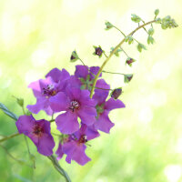 Violette Königskerze Mix (Verbascum phoeniceum) Samen