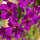 Violette Königskerze Mix (Verbascum phoeniceum) Samen