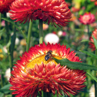 Hohe Strohblume Coppery Red (Xerochrysum bracteatum) Samen