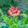 Hohe Strohblume Coppery Red (Xerochrysum bracteatum) Samen