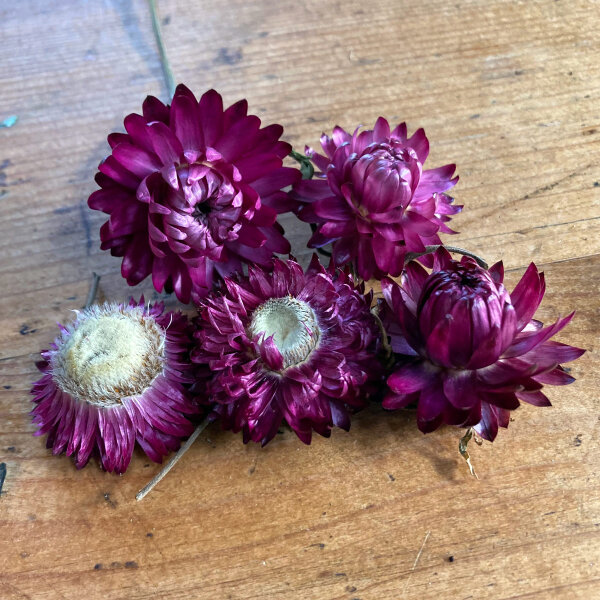 Hohe Strohblume Crimson Violet (Xerochrysum bracteatum) Samen