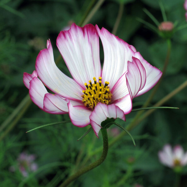 Zweifarbige Cosmea / Schmuckkörbchen Sensation Candy Stripe (Cosmos bipinnatus) Samen