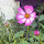 Zweifarbige Cosmea / Schmuckkörbchen Sensation Candy Stripe (Cosmos bipinnatus) Samen