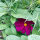 Karmesinrotes Schmuckkörbchen Sensation Dazzler (Cosmos bipinnatus) Samen