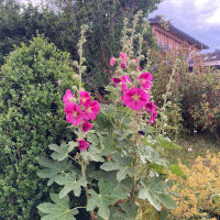Stockrose-Mischung (Alcea rosea) Samen