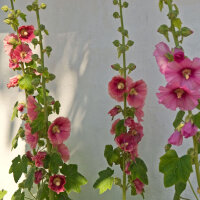 Stockrose-Mischung (Alcea rosea) Samen