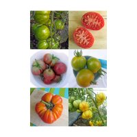 Bunte alte Tomatensorten - Samen-Geschenkset