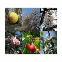 Wilde Obstbäume - Samen-Geschenkset