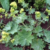 Gelbgrüner Frauenmantel (Alchemilla xanthochlora) Samen