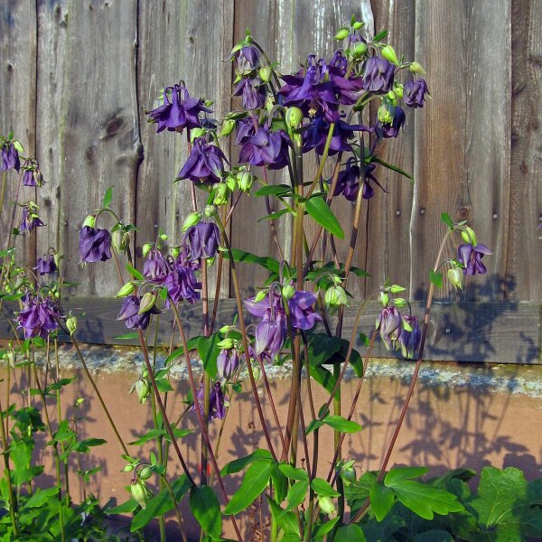 Gemeine Akelei (Aquilegia vulgaris) Samen