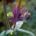 Gemeine Akelei (Aquilegia vulgaris) Samen