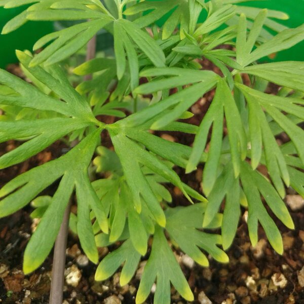 Kiepenkerl Rittersporn Delphinium, Delphinium Consolida
