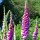 Roter Fingerhut (Digitalis purpurea) Samen