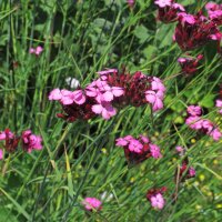 Karthäusernelke (Dianthus carthusianorum) Samen