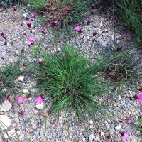 Karthäusernelke (Dianthus carthusianorum) Samen