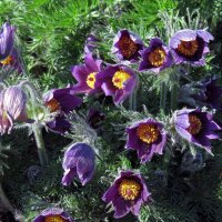 Gewöhnliche Küchenschelle / Kuhschelle (Pulsatilla vulgaris) Samen