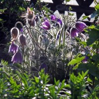 Gewöhnliche Küchenschelle / Kuhschelle (Pulsatilla vulgaris) Samen