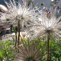 Gewöhnliche Küchenschelle / Kuhschelle (Pulsatilla vulgaris) Samen