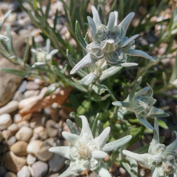 Alpen-Edelweiss (Leontopodium alpinum) Samen