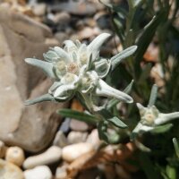 Alpen-Edelweiss (Leontopodium alpinum) Samen