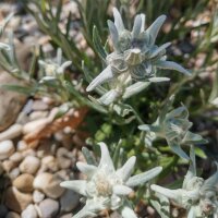 Alpen-Edelweiss (Leontopodium alpinum)