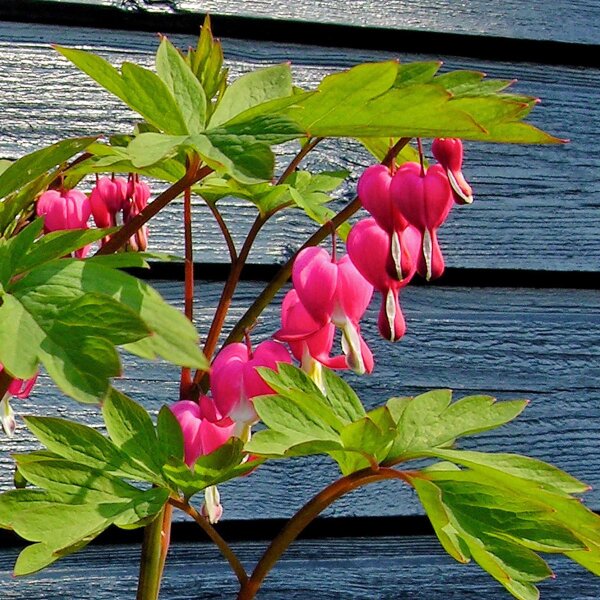 Tränendes Herz / Zweifarbige Herzblume (Lamprocapnos / Dicentra spectabilis) Samen