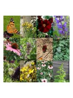Schmetterlingsgarten - Samen-Geschenkset