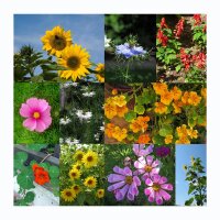 Schnell wachsende Blumen - Samen-Geschenkset
