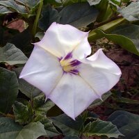 Wüsten-Stechapfel (Datura discolor) Samen