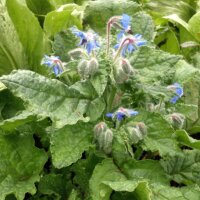 Borretsch (Borago officinalis) Bio Saatgut