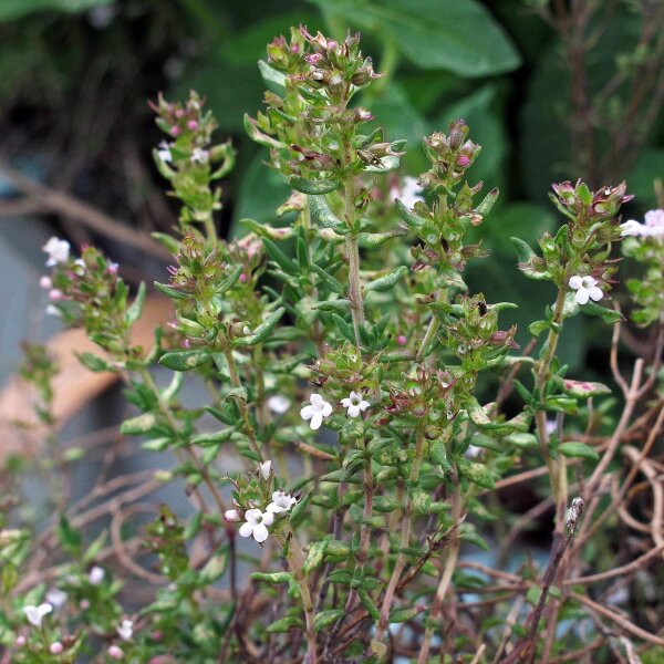 Echter Thymian (Thymus vulgaris) Bio Saatgut