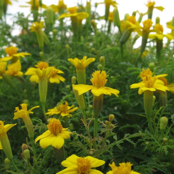 Gelbe Gewürztagetes / Schmalblättrige Studentenblume (Tagetes tenuifolia) Bio Saatgut