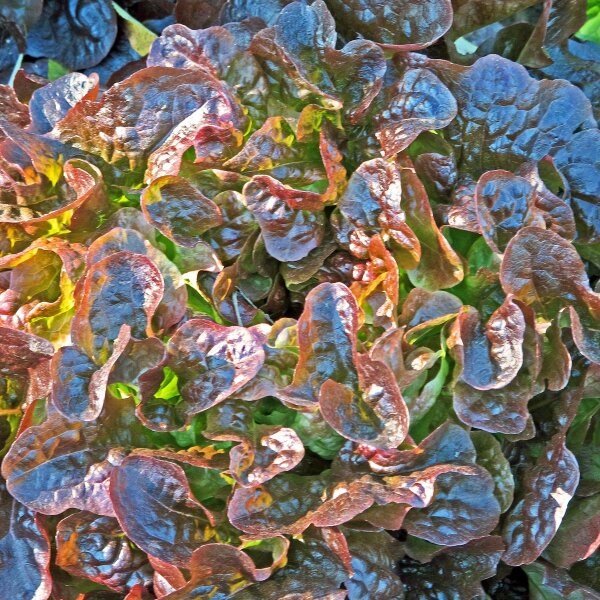 Pflücksalat Red Salad Bowl (Lactuca sativa) Bio Saatgut