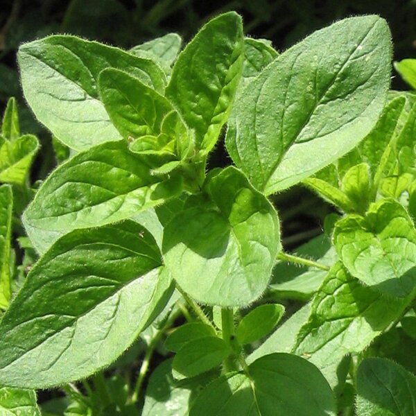 Oregano (Origanum vulgare) Bio Saatgut