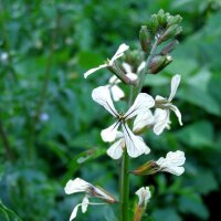 Rauke / Garten-Senfrauke / Rucola (Eruca vesicaria subsp....